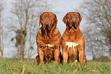 DOGUE DE BORDEAUX 114